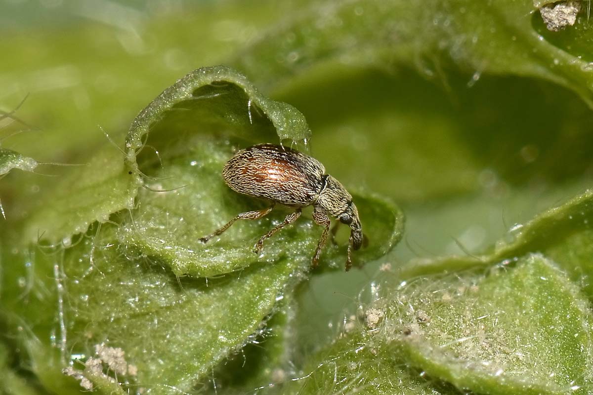 Malvapion malvae - Apionidae